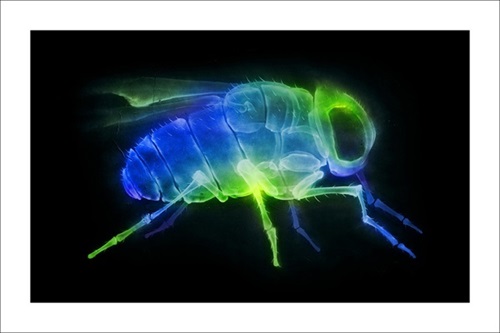 MCH_Artworks_ARTW000015604.jpg